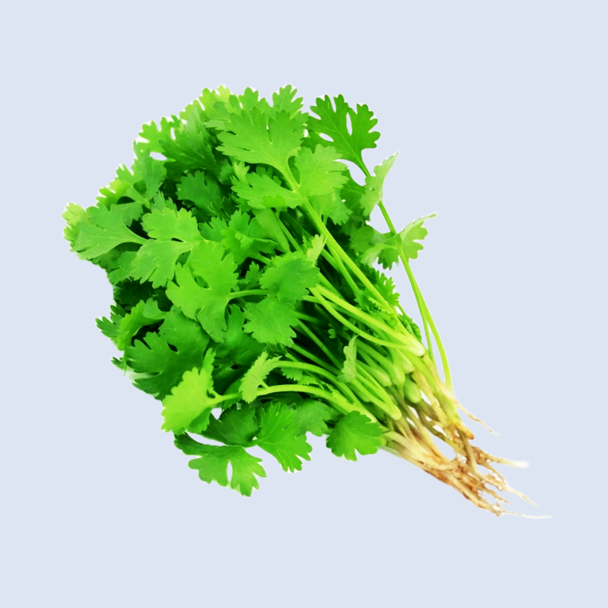 Dhaniya Patta/Coriander Leaves (250g - 350g)