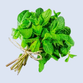 Pudina/Mint